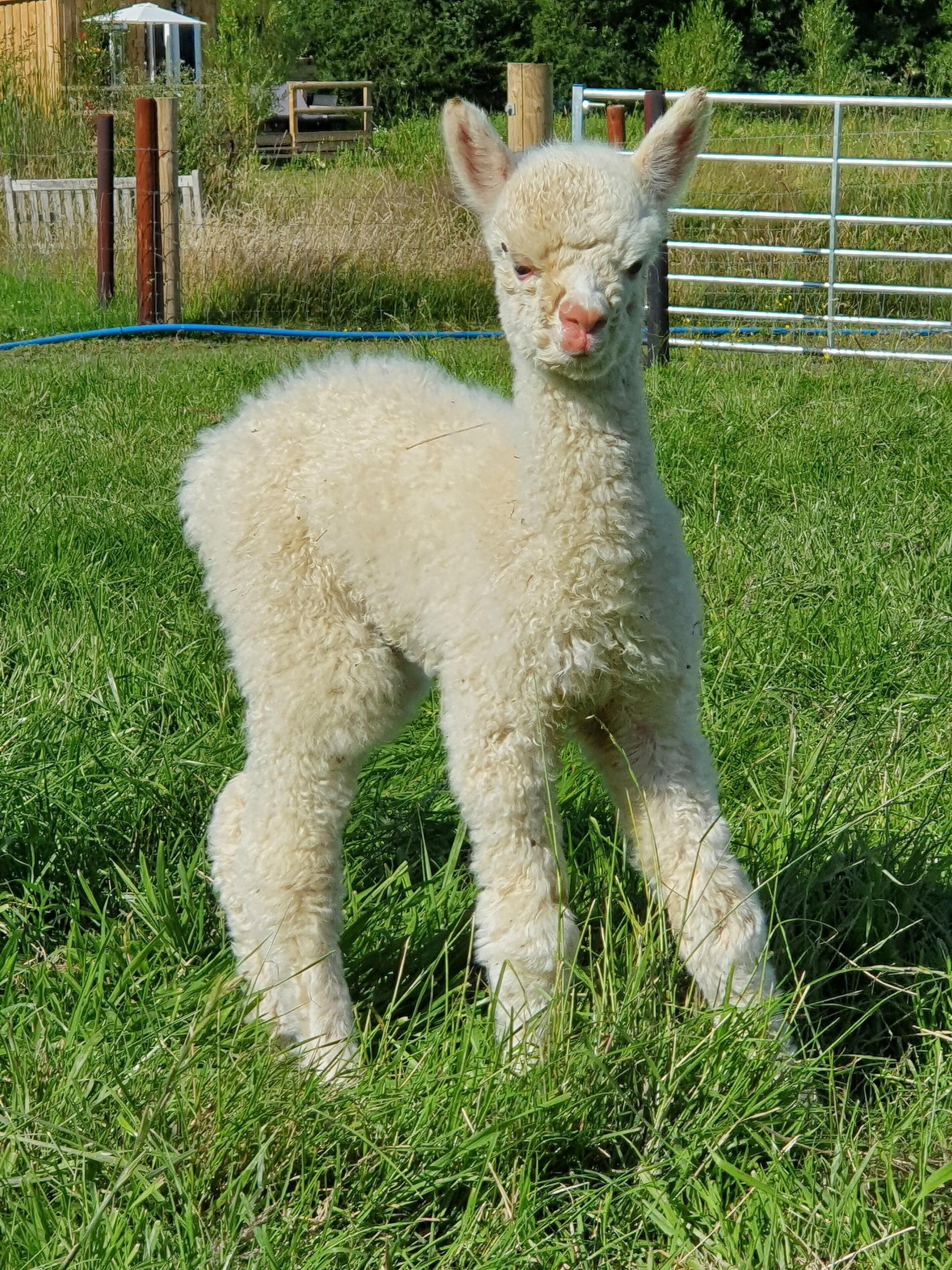 A lamb standing in a grassy field.