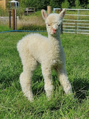 A lamb standing in a grassy field. - Dartmoor Reach Alpaca Farm (Newton Abbot)