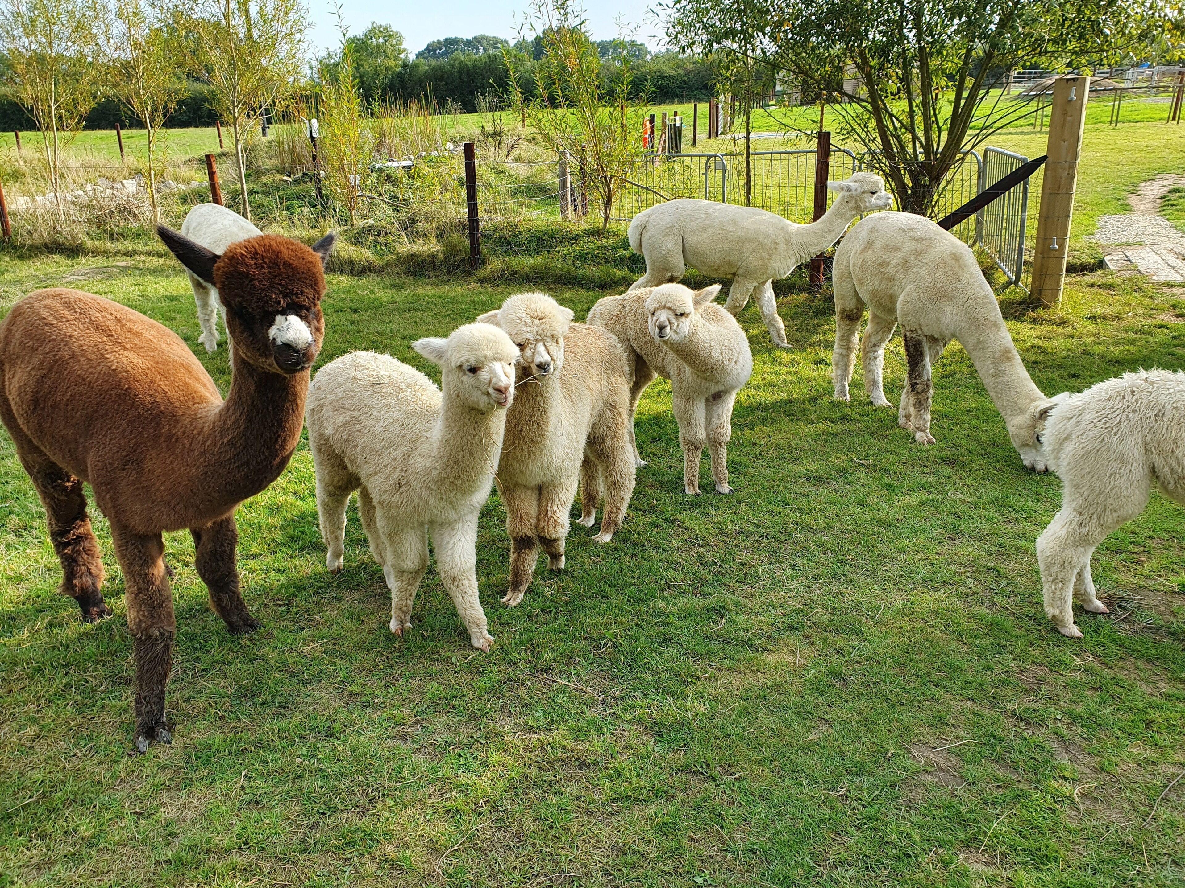 Un grupo de alpacas en un cercado de pasto con una valla y árboles al fondo.