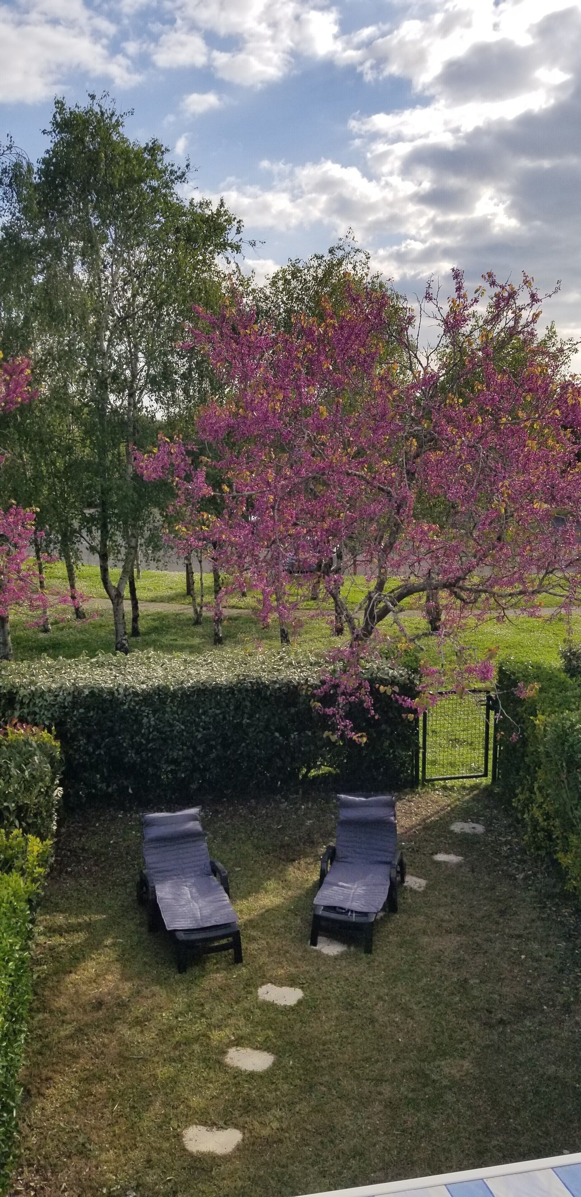 Un espace jardin aménagé avec deux chaises longues, une haie et des arbres aux fleurs roses.