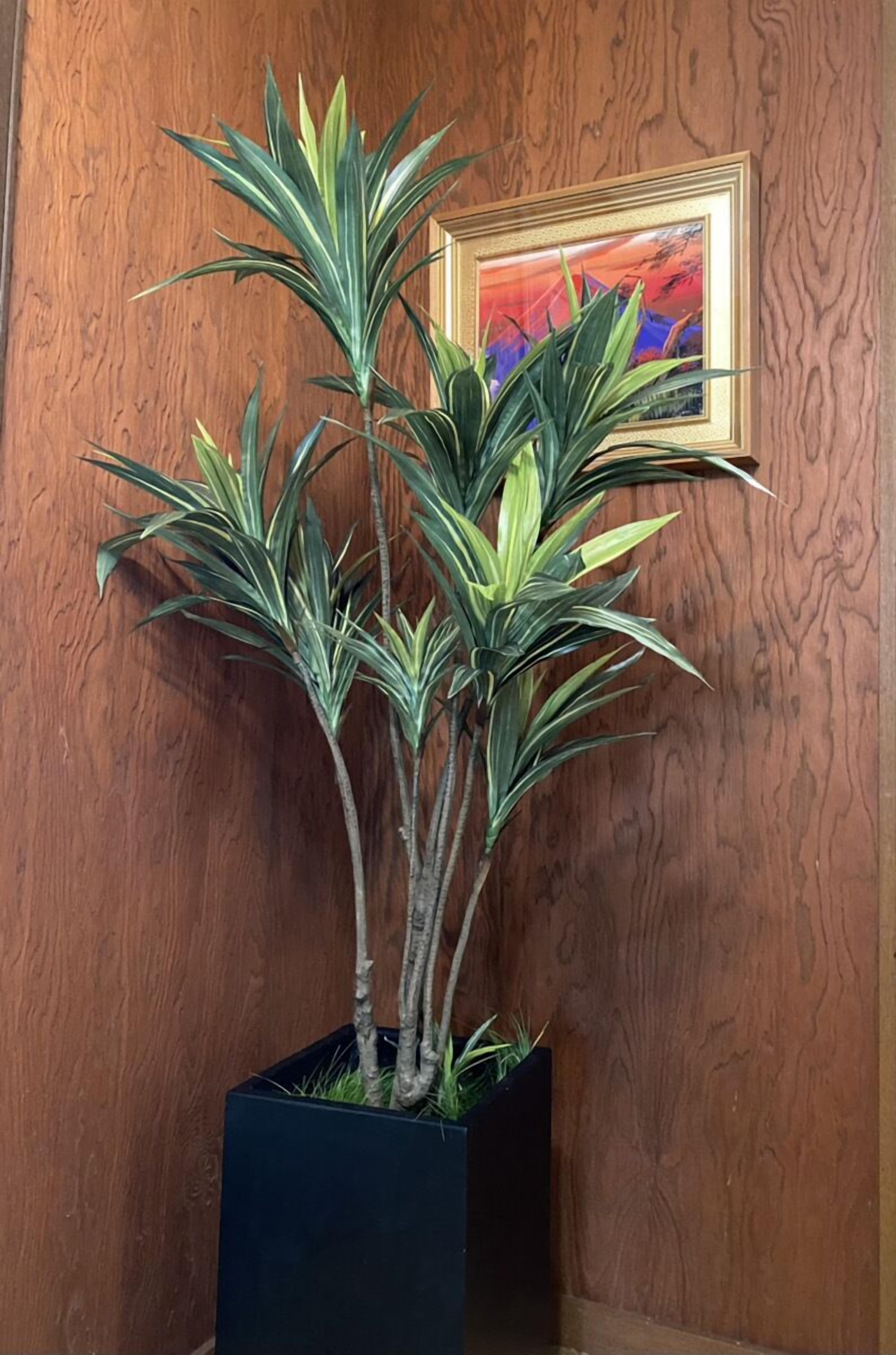 Een potplant met lange, smalle bladeren in een zwarte, vierkante plantenpot, tegen een houten wand met een lijstwerk.