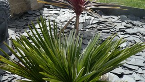 A plant with long green leaves in a garden area with stone tiles. - House located in Concarneau in a quiet area close to amenities (Concarneau)