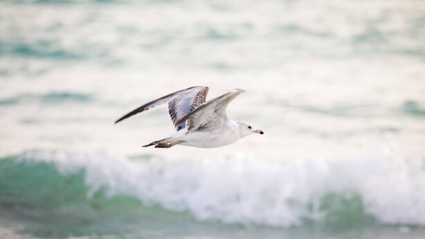 A seagull flying over the ocean. - Lulu's Key House Leatherback 2/2 Downstairs (Siesta Key)