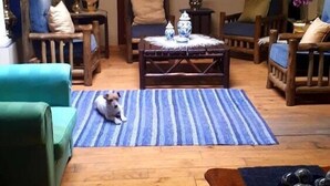 Una sala de estar acogedora con piso de madera, un tapete azul a rayas, una mesa de centro con objetos decorativos y un perro acostado sobre el tapete.