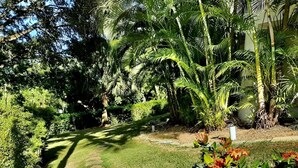 A garden pathway with stepping stones, surrounded by lush greenery and palm trees. - Pool Jacuzzi & Tropical Oasis Yard With Fruit Trees (Sosua)
