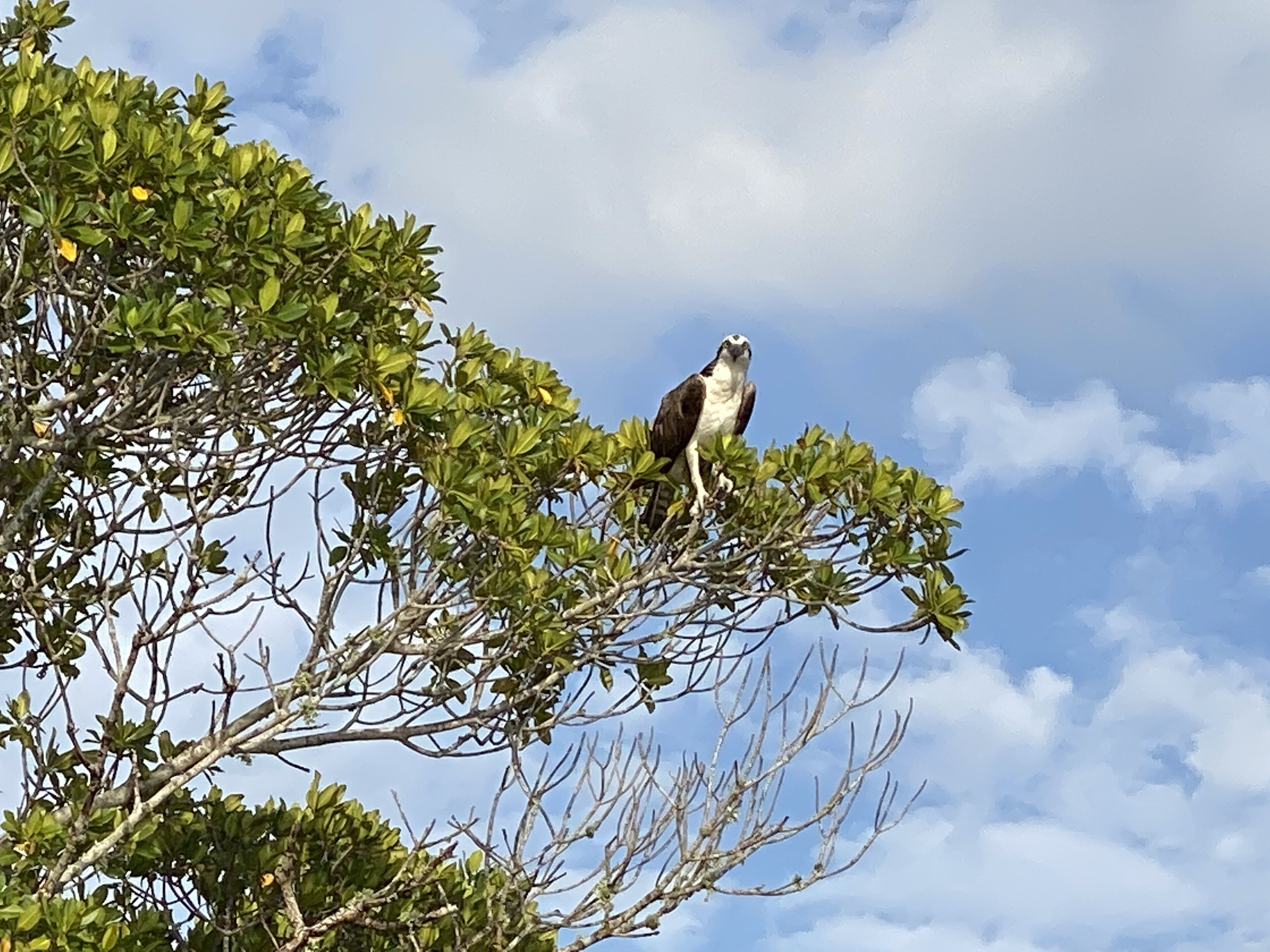 Un águila pescadora posada en una rama de árbol con cielo despejado al fondo.