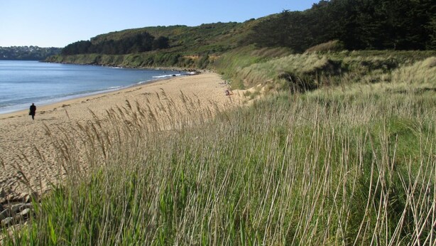 Ein Strand mit einer Person, die am Ufer entlanggeht, grasbewachsenen Dünen und einem bewaldeten Hügel im Hintergrund.