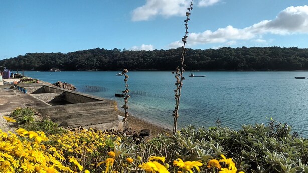 A coastal view with a clear sky, a dock with boats, and a forested hill in the background. - Ty Guen - LEZARDRIEUX (LEZARDRIEUX)