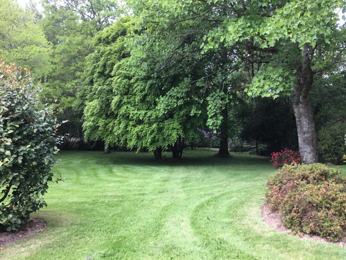 Une pelouse bien entretenue, avec un grand arbre au centre, entourée d’une végétation arbustive dense.