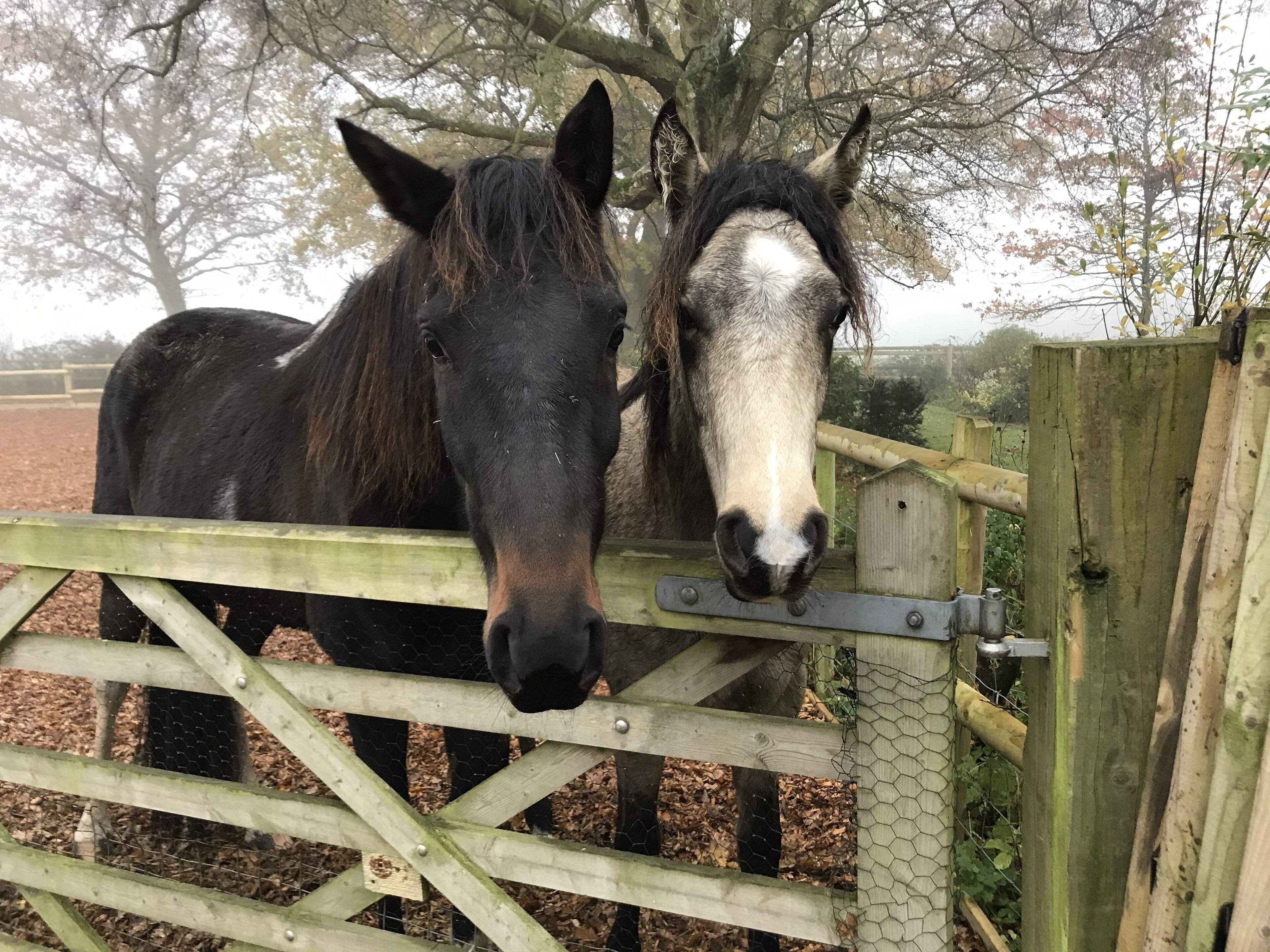 Two horses behind a wooden fence with a metal gate.