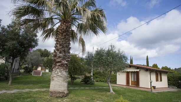 A single-story house with a tiled roof, surrounded by a well-maintained lawn and various trees, including a prominent palm tree.