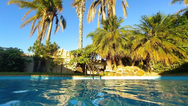 Ein Swimmingpool, umgeben von hohen Palmen und einer Steinmauer.