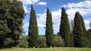 A grassy field with tall, slender trees and a clear blue sky. - BigTypicalTuscan farmhouse, breath-taking views, big private outdoor, pool to share (Sarteano)