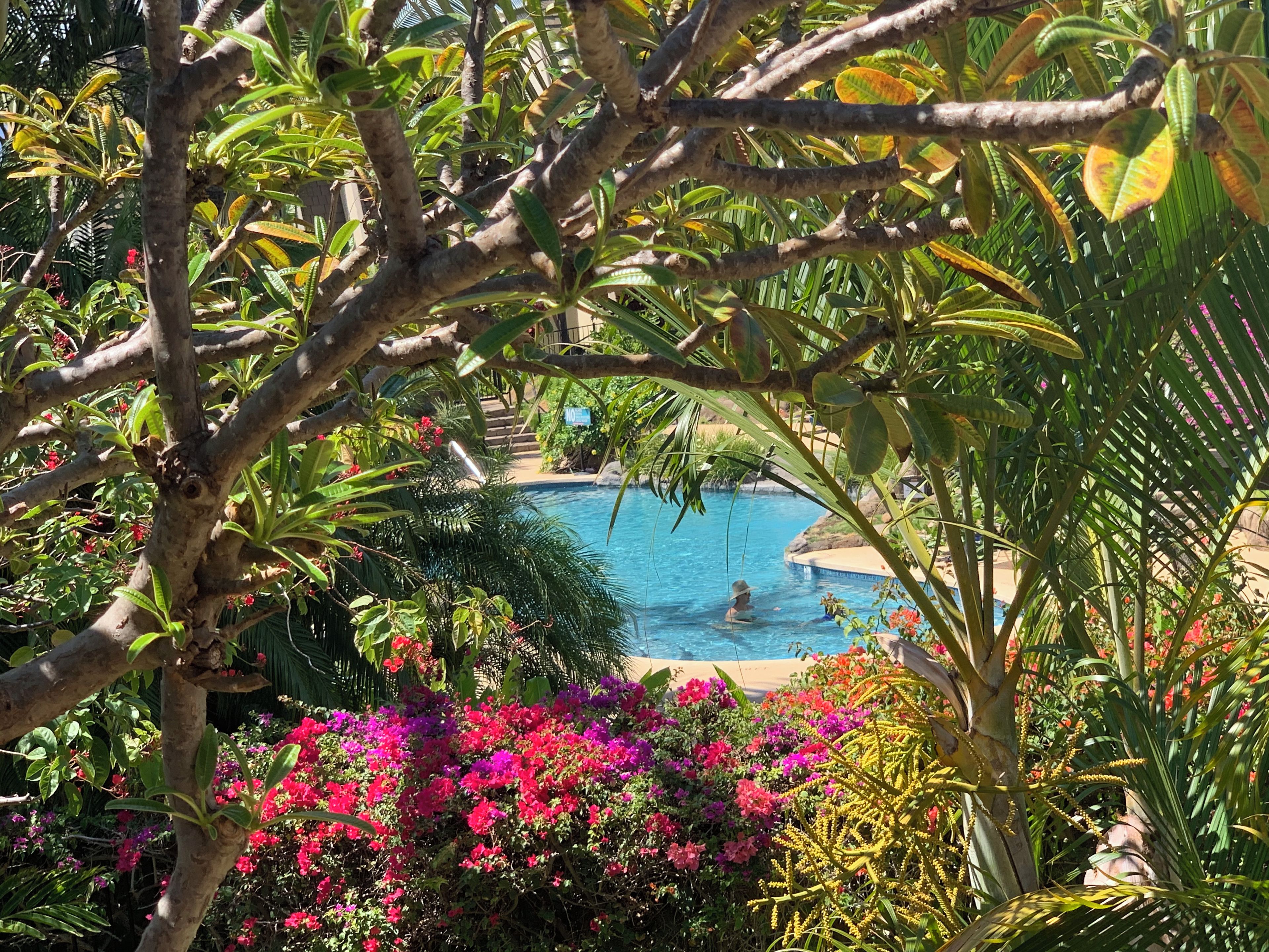Une piscine entourée d’une végétation luxuriante et de fleurs aux couleurs vives.