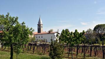 A vineyard with rows of grapevines and a white building with a tower in the background.