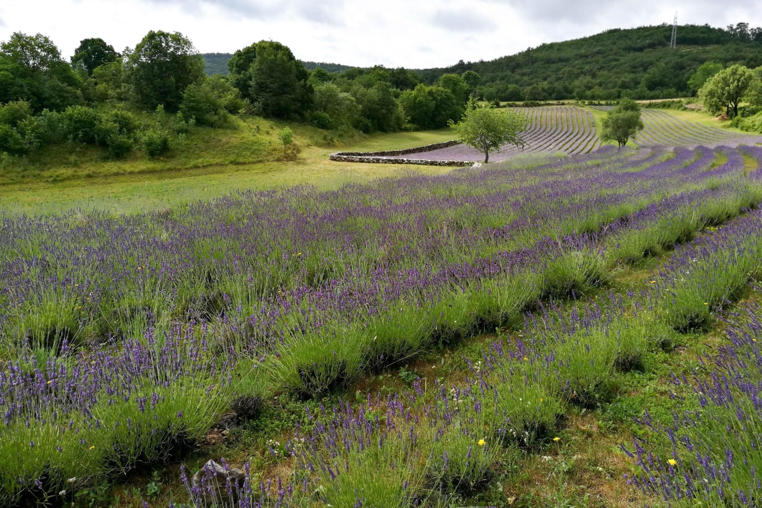 บริเวณที่พัก