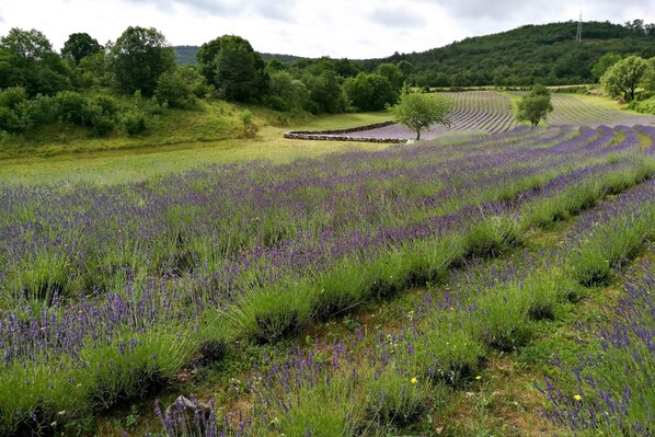 Property grounds - Countryside House Leila (Sezana)