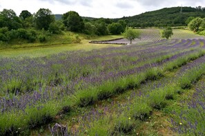 Exterior - Countryside House Gal (Sezana)