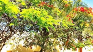 A building with a large tree in front, featuring green and red foliage. - El cortijo, pool view (Costa Adeje)