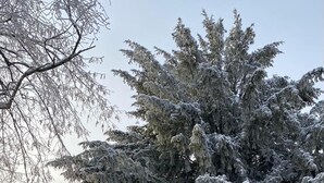 Un paysage enneigé avec un grand arbre à feuilles persistantes, une clôture en métal et un chemin pavé.