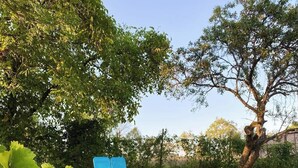 Un vignoble avec des rangs de vignes et, au fond, une chaise bleue.