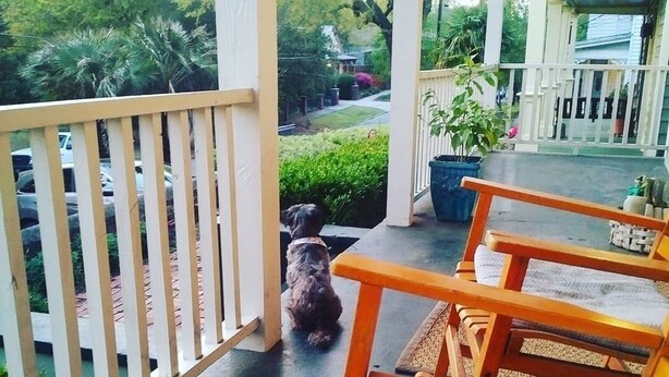 Eine überdachte Veranda mit Holzstühlen und einem Hund, der auf dem Boden sitzt.