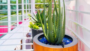 Un plant d’aloe vera en pot, placé sur un balcon, avec un palmier en arrière-plan.