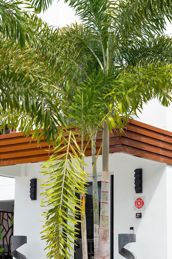 A modern building with a white facade, a brown roof, and a palm tree in front.