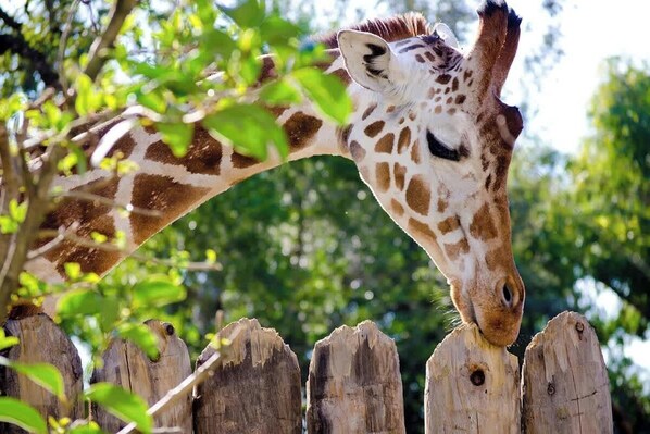 A giraffe's head and neck extending over a wooden fence, with greenery in the background.