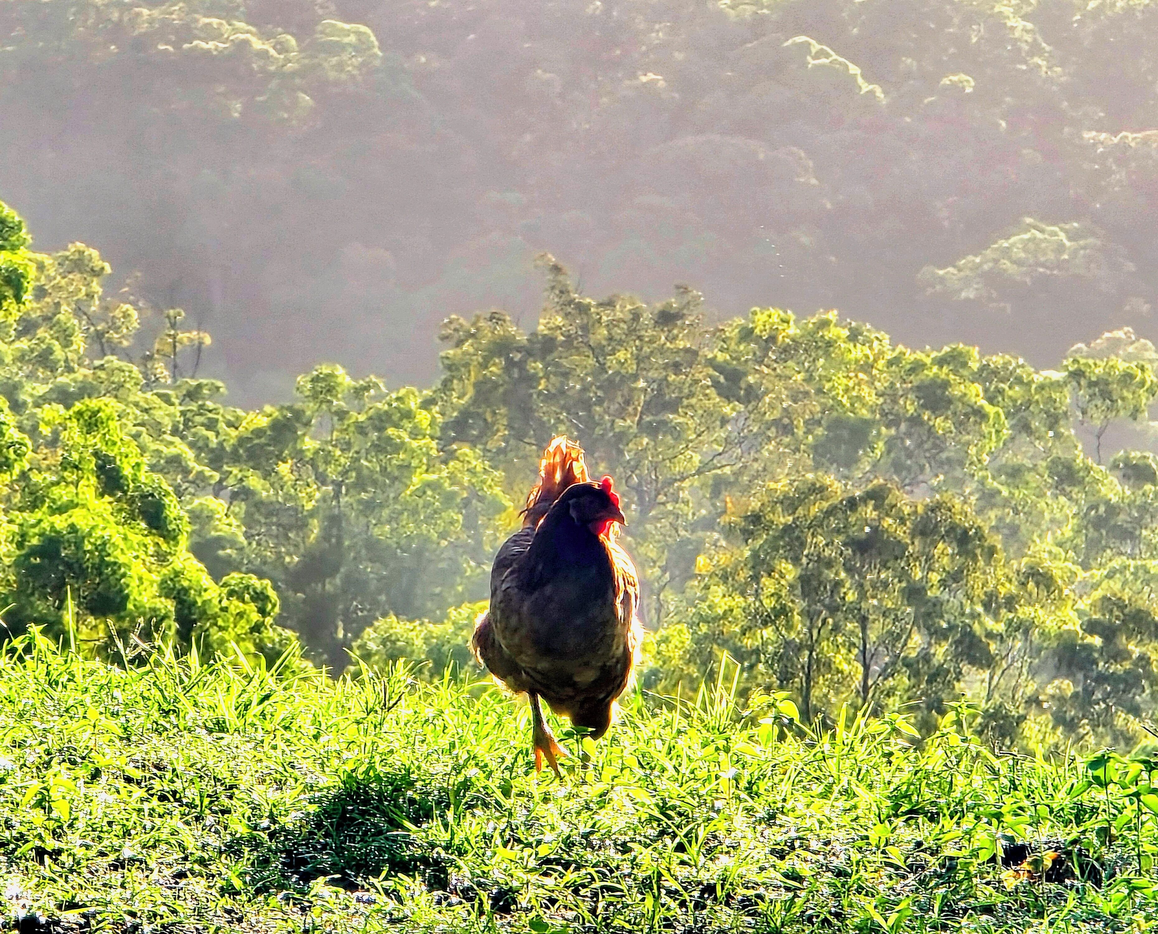A chicken walking on a grassy field with trees in the background.
