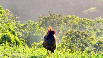 A chicken walking on a grassy field with trees in the background.