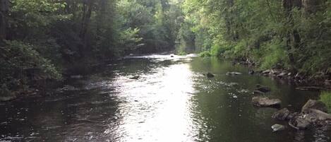 Een rivier die door een bebost gebied stroomt, met bomen aan beide oevers.