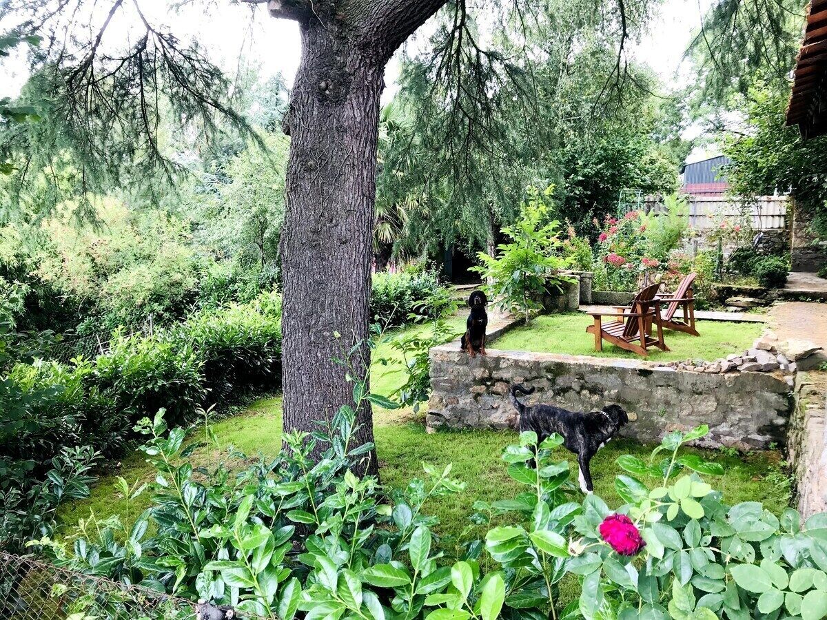 A garden with a large tree, a stone wall, and a dog. There are chairs and a table in the background.