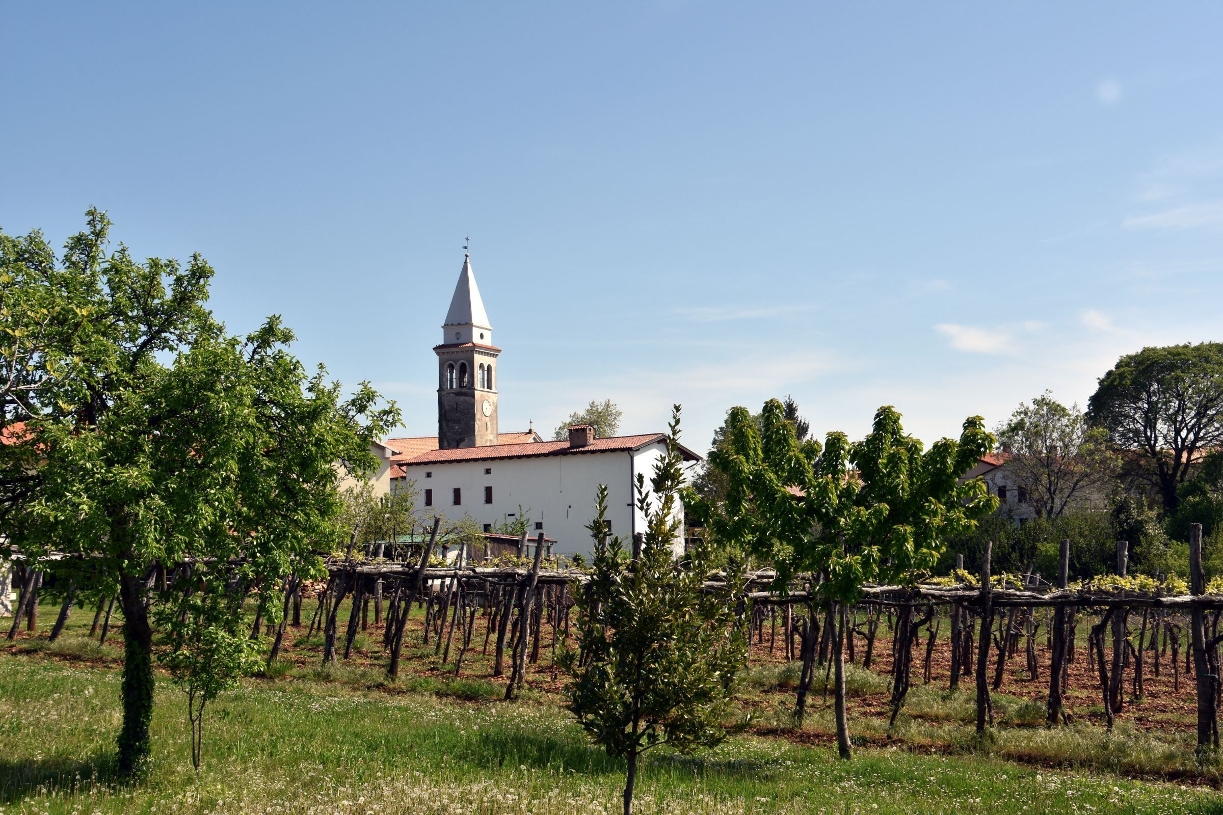 Un vigneto con filari di viti e un edificio bianco con una torre sullo sfondo.
