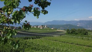A vineyard with rows of grapevines, a church, and houses in the background.