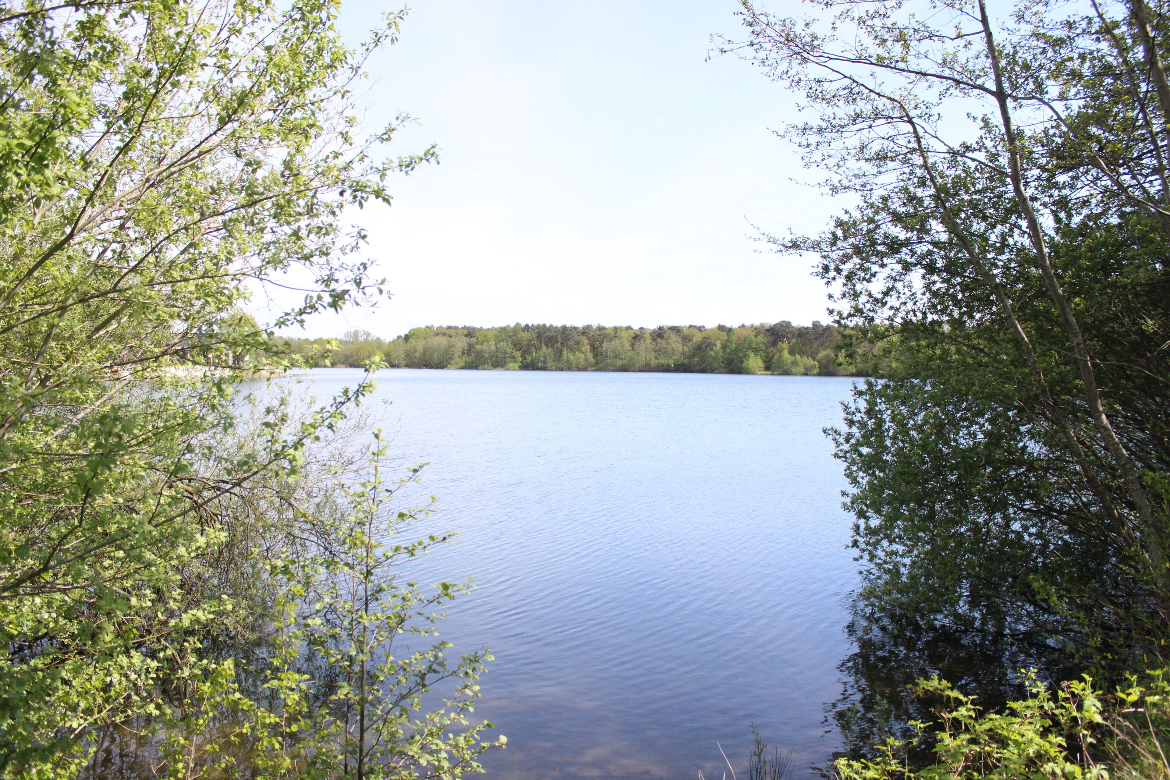 A calm lake surrounded by dense trees.