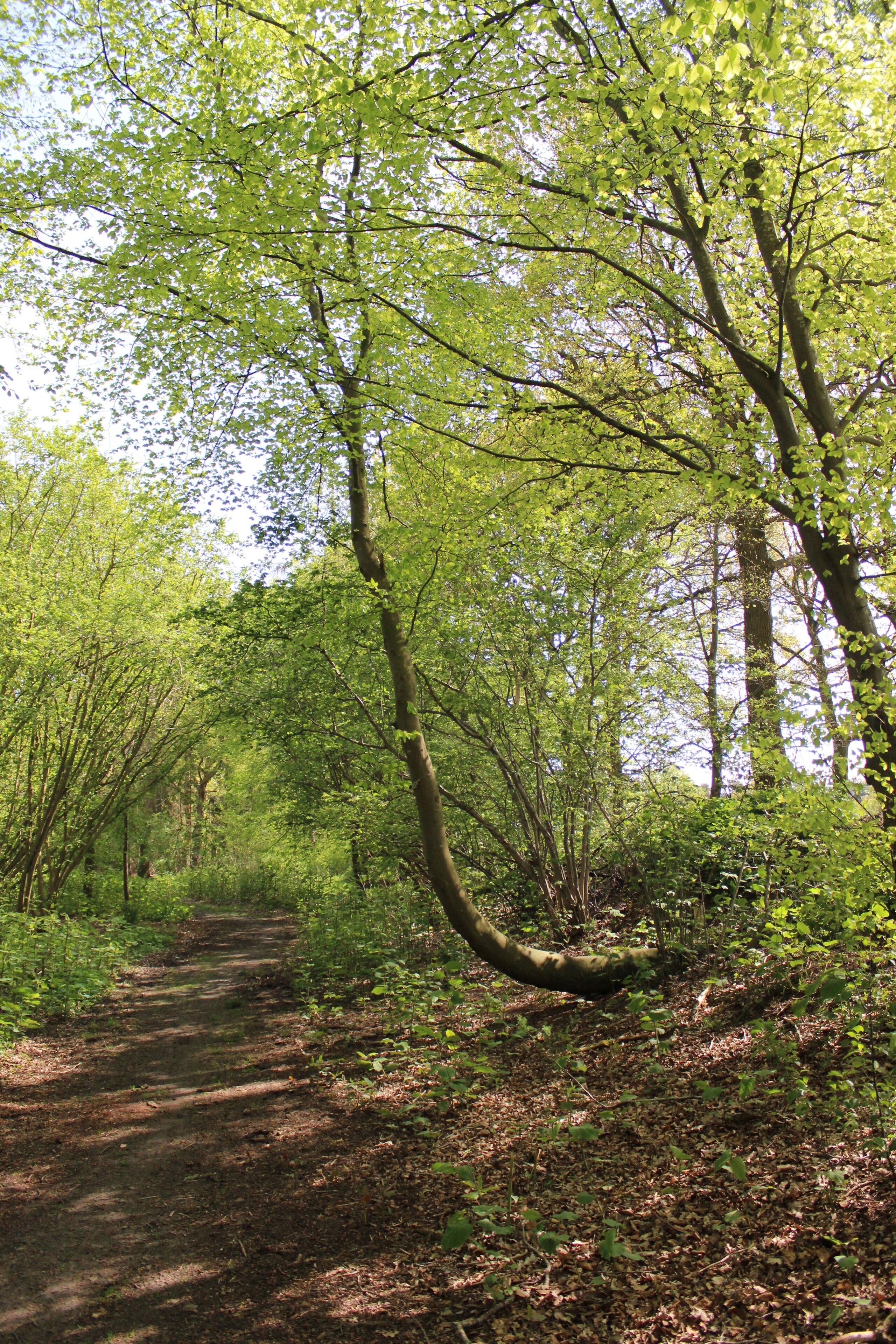 A forest path surrounded by trees.