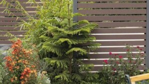 A garden with a wooden fence, a bench, and various plants.