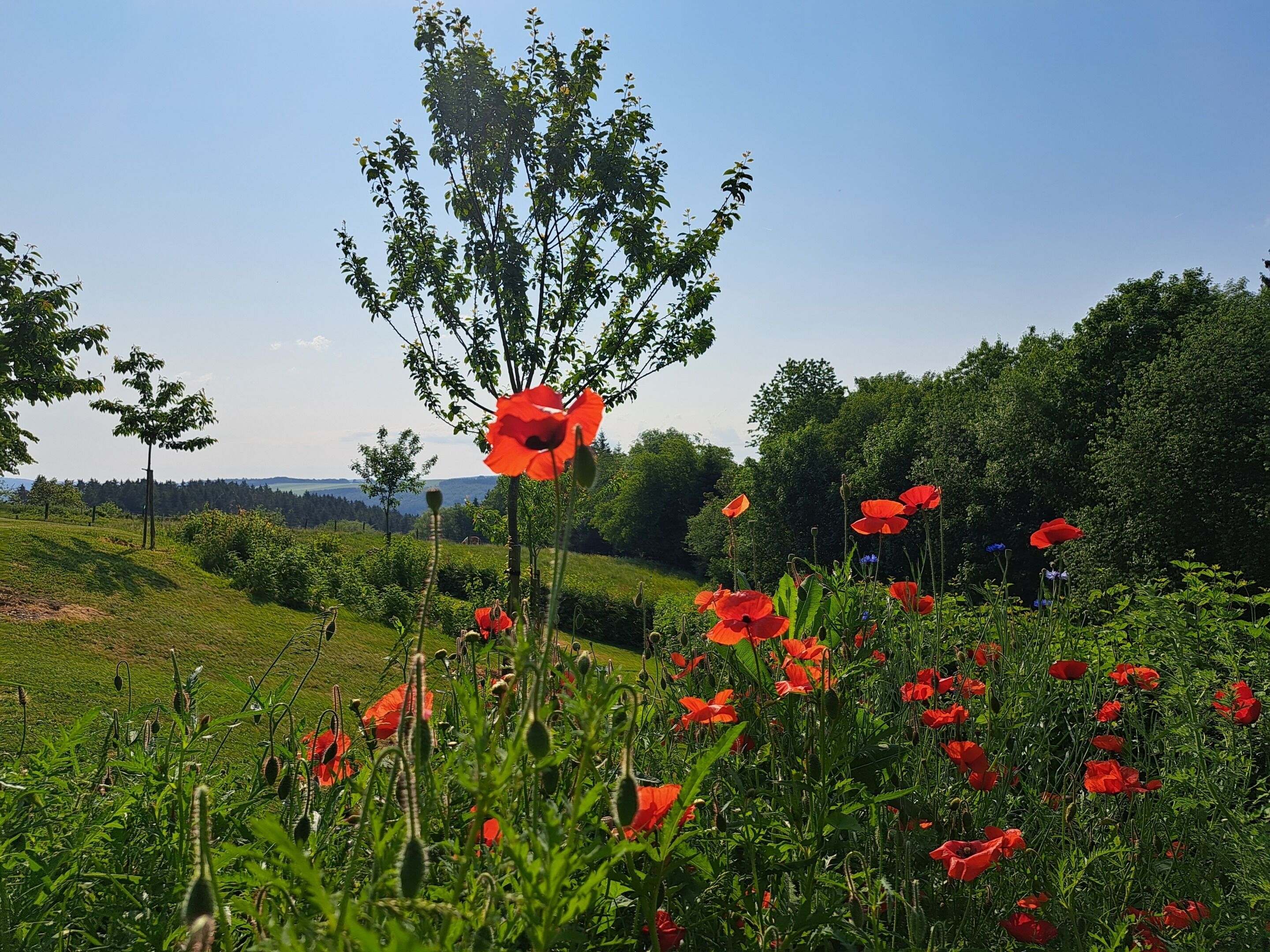Un champ de coquelicots rouges, sous un ciel dégagé et avec des collines à l'horizon.
