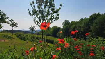 Un champ de coquelicots rouges, sous un ciel dégagé et avec des collines à l'horizon.