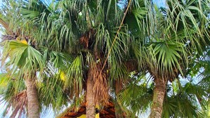 A yellow building with a balcony, surrounded by palm trees and a stone pathway. - Pousada Estrela Dalva (Penha)