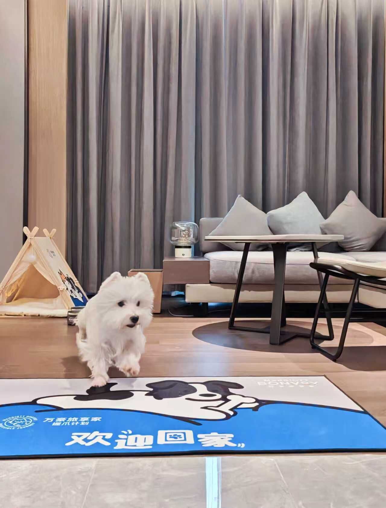 A cozy living room with a dog, a sofa, a table, and a tent-like structure.