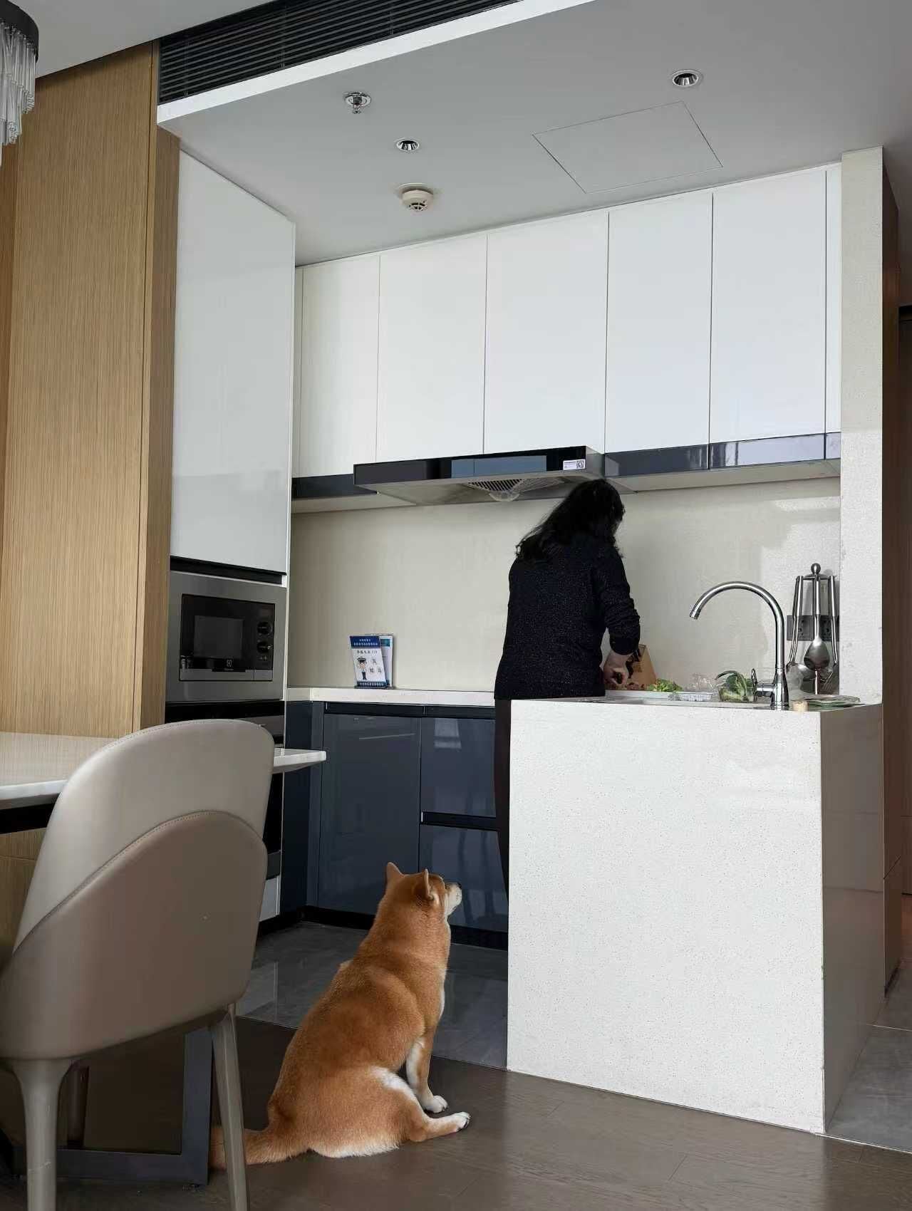 Cozinha moderna com armários brancos, forno embutido e um cão sentado perto do balcão.