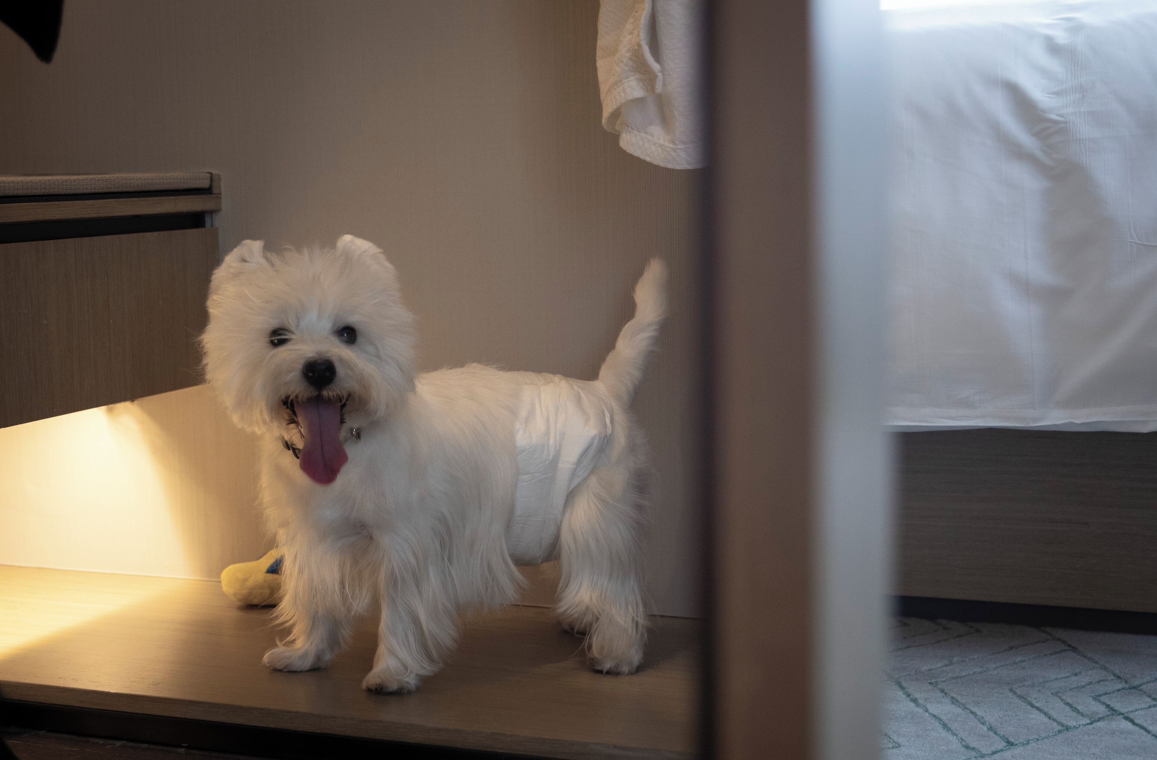 A small white dog standing on a wooden platform in a room with a bed and a towel hanging on the wall.