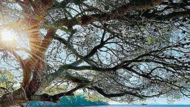 A beach scene with a tree providing shade over the sand.