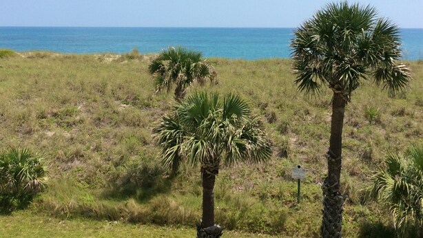A view of a grassy area with palm trees and a clear blue sky. - OCEANFRONT 2 BR CONDO! PANORAMIC OCEAN VIEWS FROM LIVING ROOM AND BEDROOMS  (Fort Pierce)