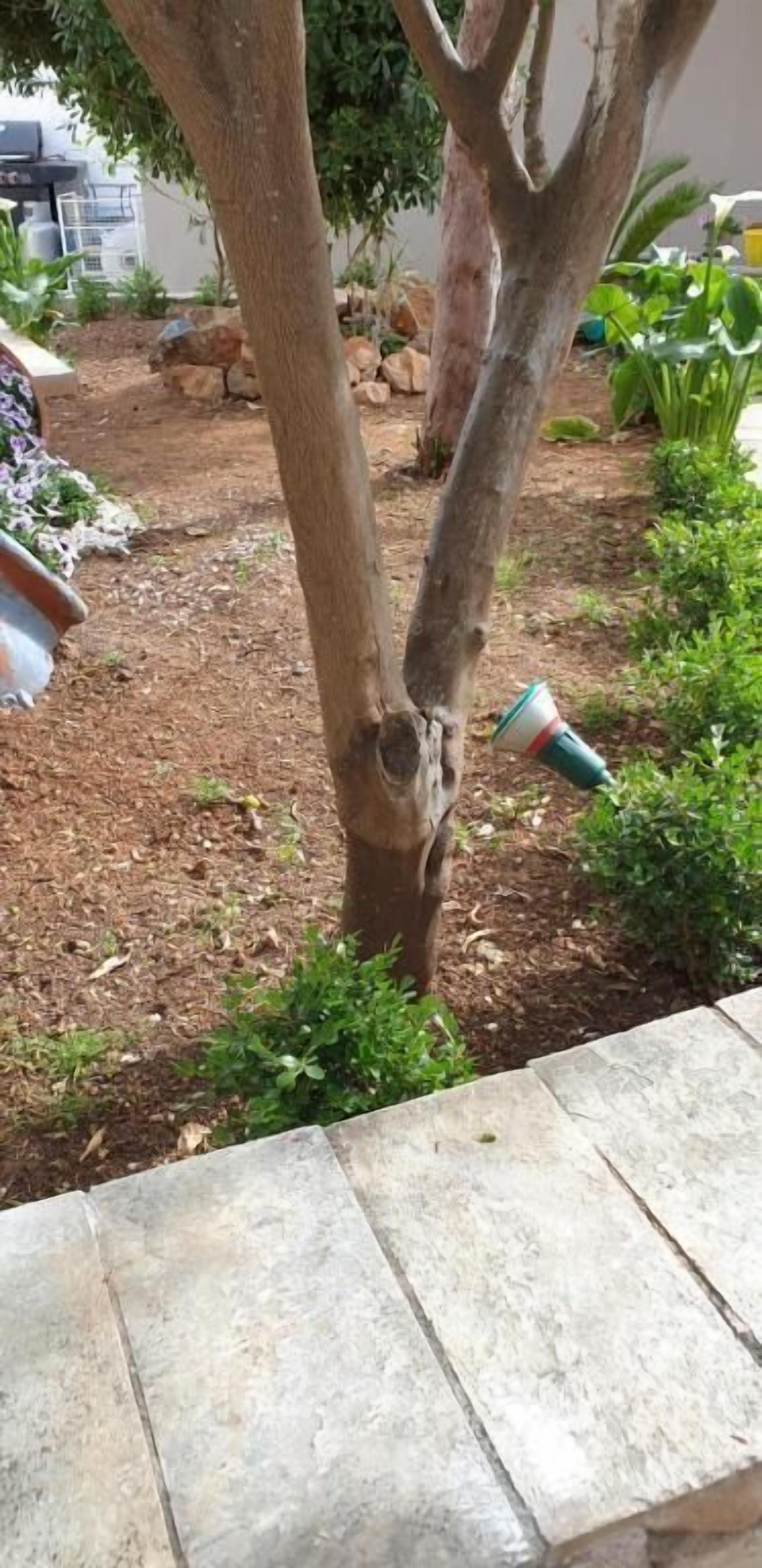 Uma árvore em um jardim paisagístico com um banco de pedra em primeiro plano.