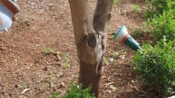 Uma árvore em um jardim paisagístico com um banco de pedra em primeiro plano.