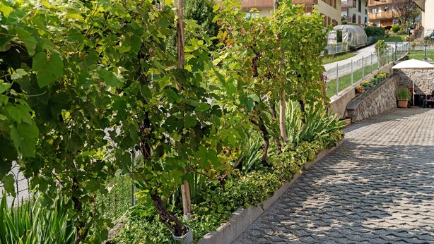 A vineyard with grapevines, a stone pathway, and residential buildings in the background.