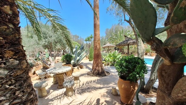 Een tuin met palmbomen, een cactus, een stenen tafel en een plant in pot.